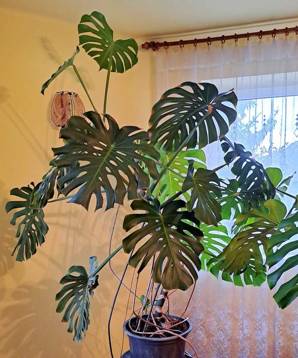Monstera (filodendron), 1,7 m wysokości