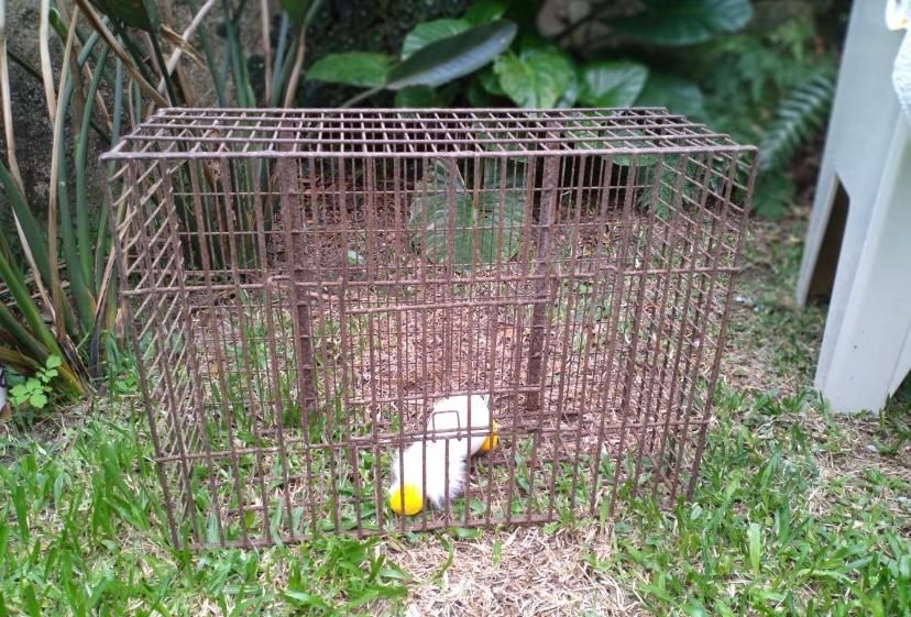 Transportadora De Animais