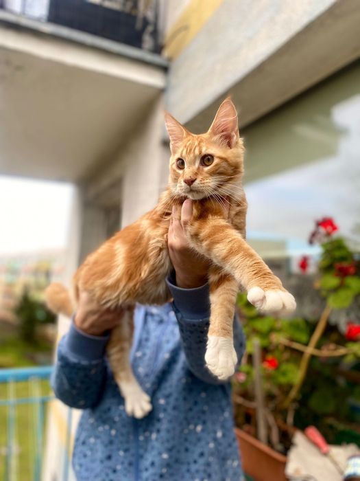 Maine Coon rudy kocurek