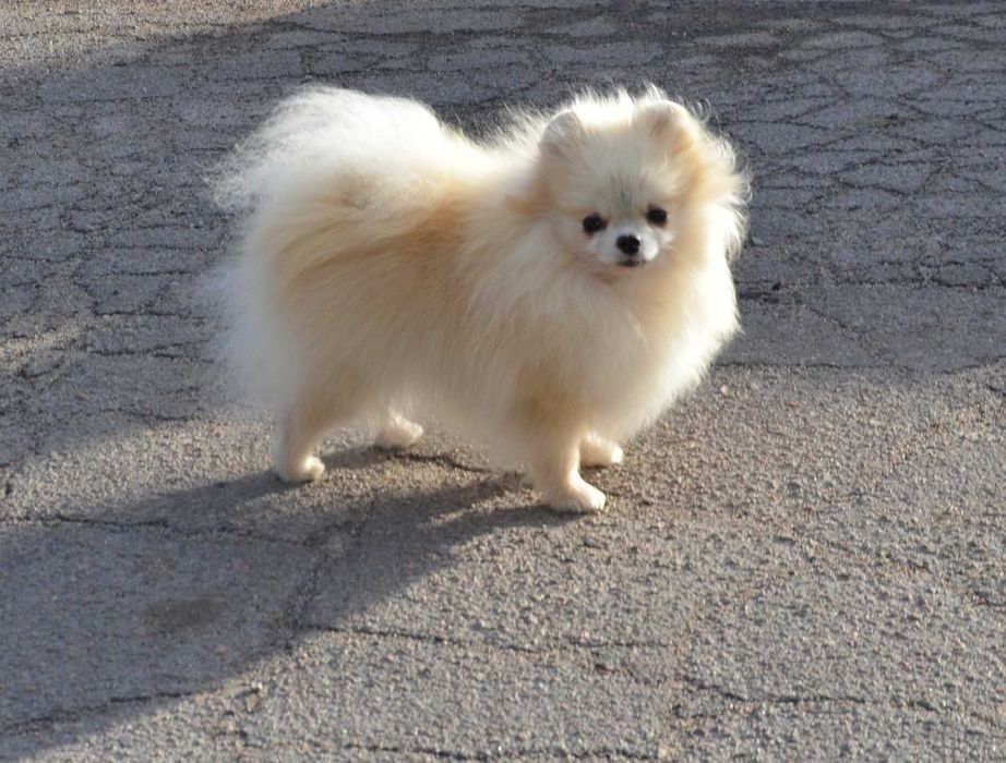 Кремовая красавица.  Померанский  ТОЙ шпиц.