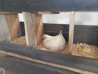 Ovos caseiros de galinhas livres