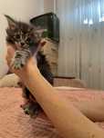 Продаю котят мей-кунов