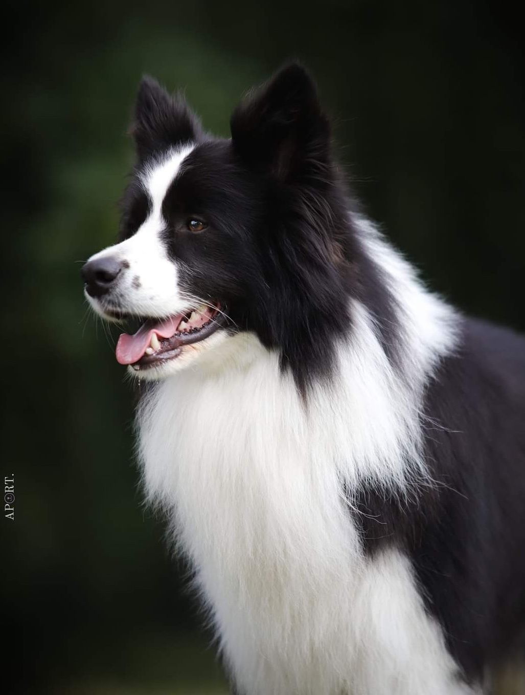 Border collie reproduktor FCI ZKWP