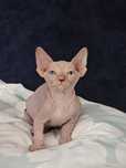 Kocur Sfinks kanadyjski Vascat *Pl