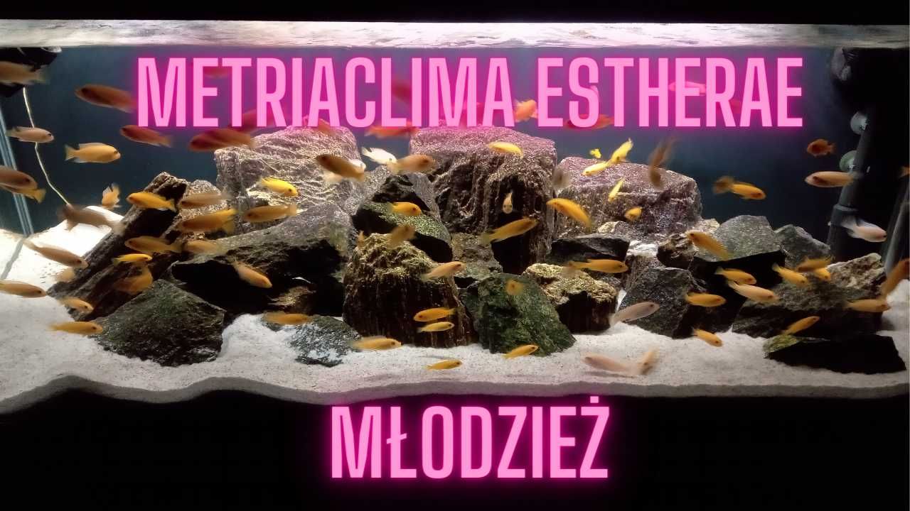 Pyszczak Metriaclima estherae Minos Reef 3 - 3,5 cm FILM