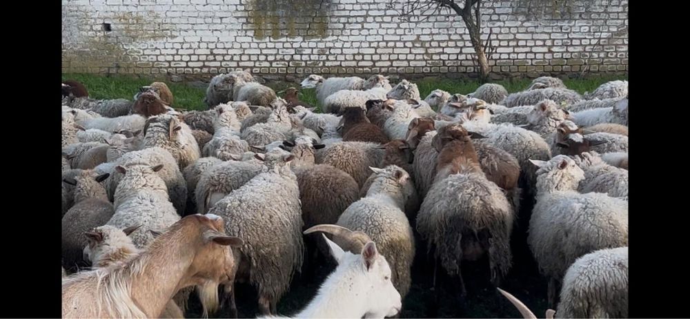 Продам баранов/овцы Устиновка