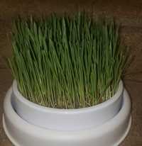 Erva para gato / Cat grass