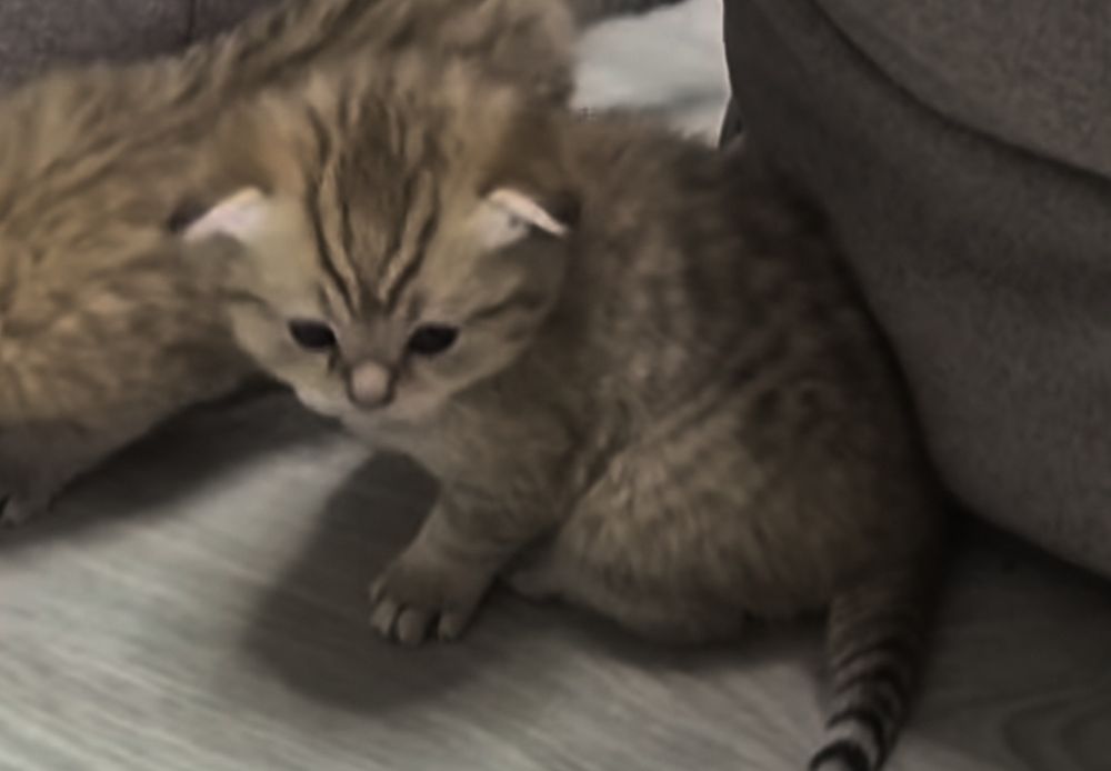 Шотландские котята, прямоухие и вислоухие мальчик и 3 девочки