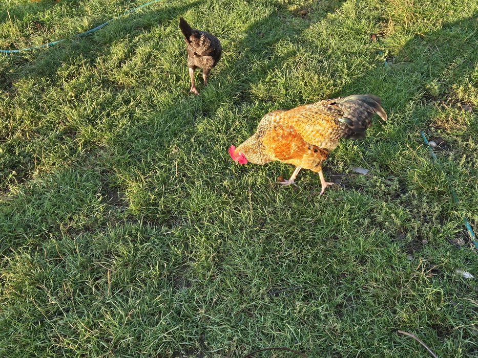 Młode koguty różne rodzaje