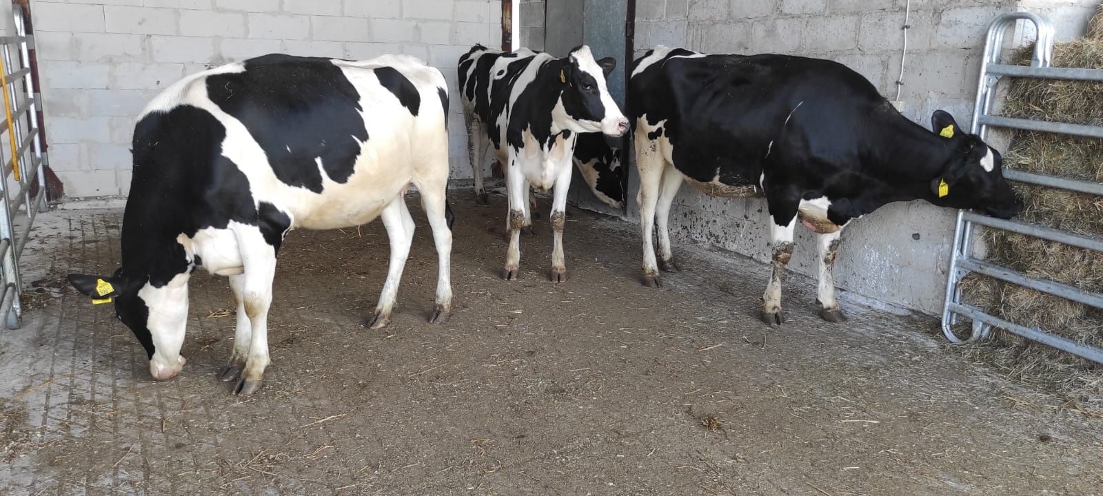 Jałówki jałowice cielne wysokocielne  krowy HF HO . Import