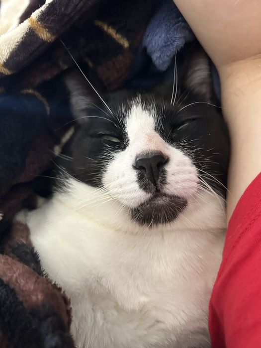 Cuidadora de gato