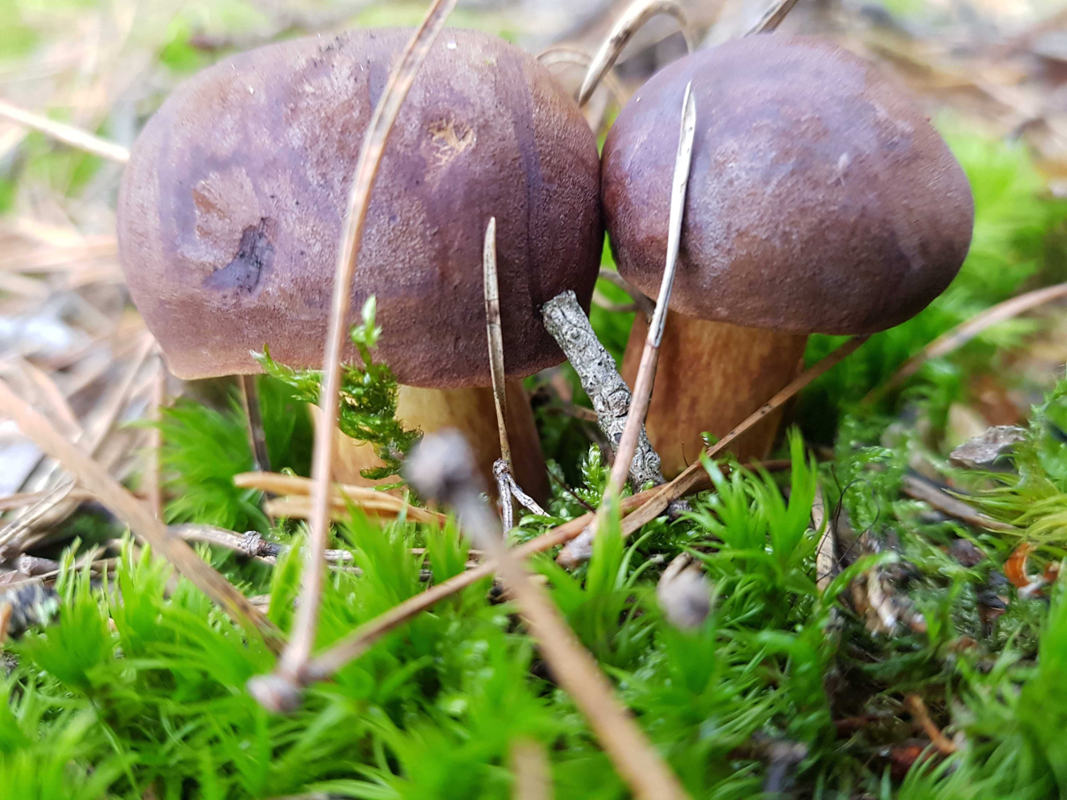 Grzybki marynowane w sloiczkach x 3 smak słodko  kwaśny łagodne, pycha