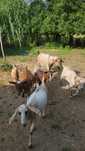 Cabras e  bode ...