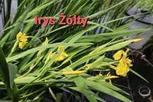 irys żółt rośliny wodne do oczka