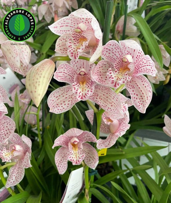 Orquídeas de exterior Cymbidium várias cores