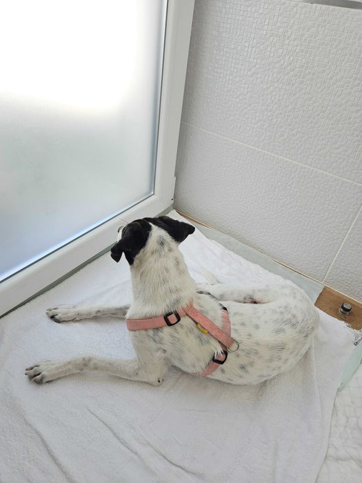Cão Fofo para Adoção - Urgente