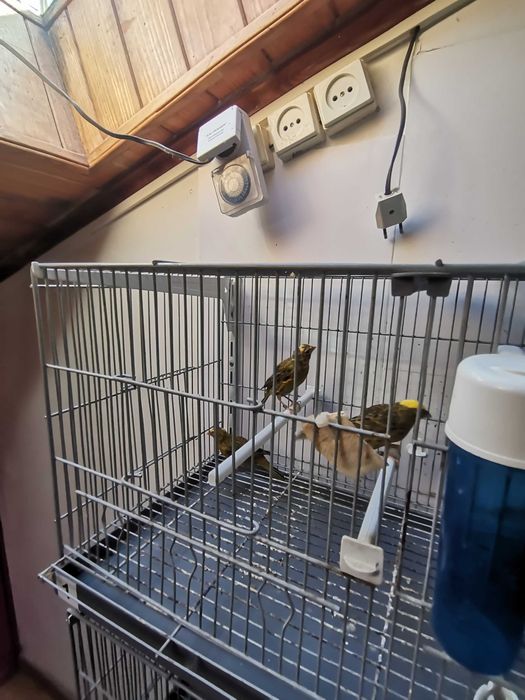 Canarios lizard novos