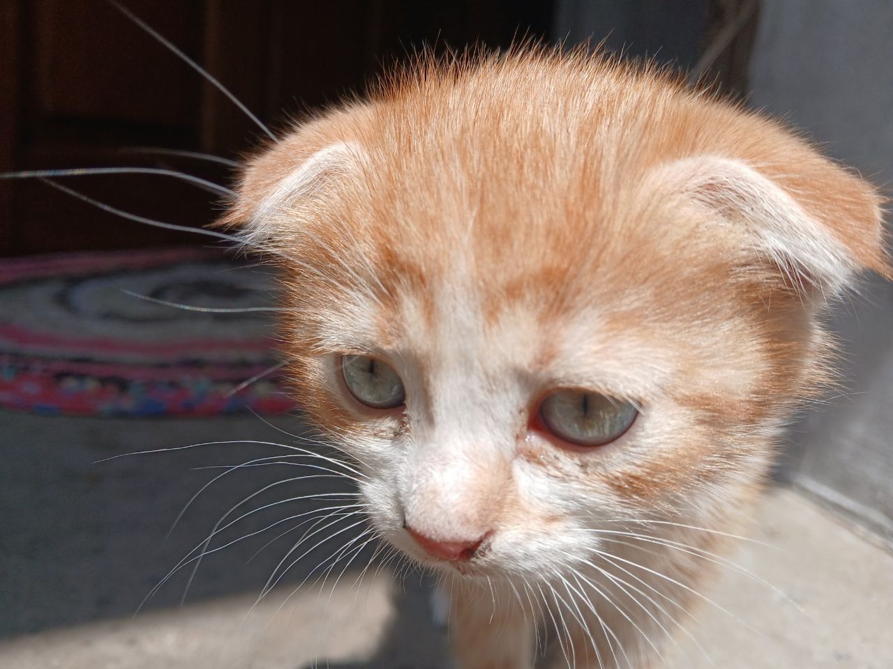 Вислоухий рыжий котенок