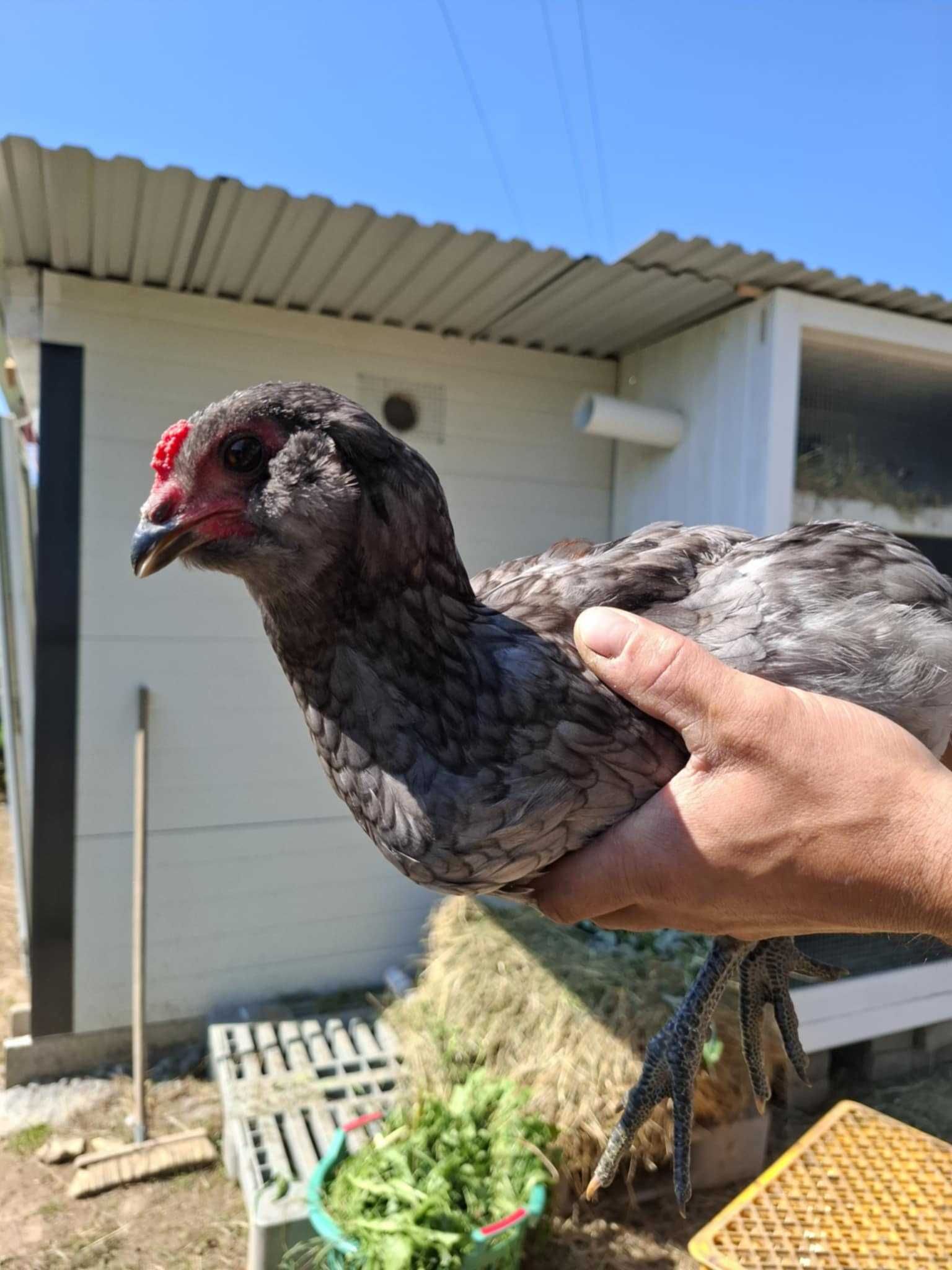 Araucana,Araukana koguty wzorcowe