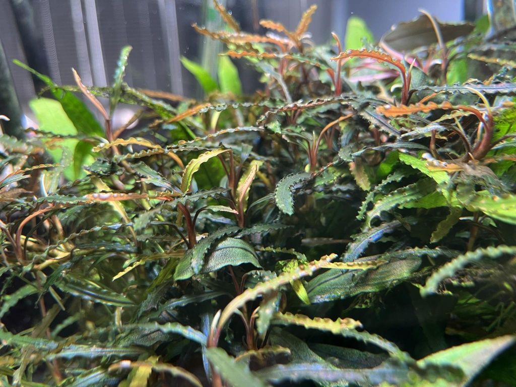Bucephalandra Catherinae Green