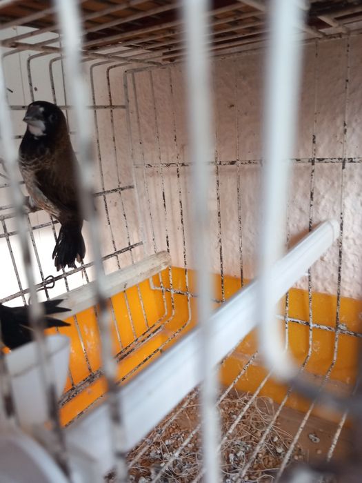 Bengalins. Novos deste ano