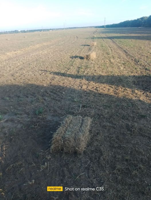 Продам солому 50 грн