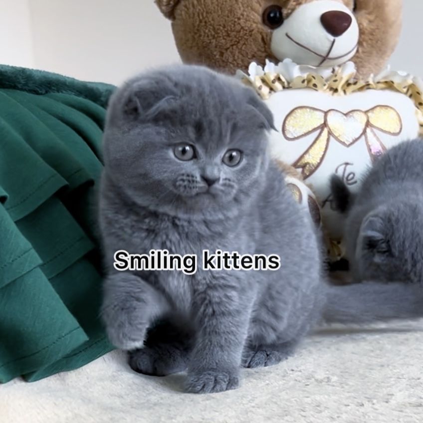 Найкращі кошенята Scottish-fold