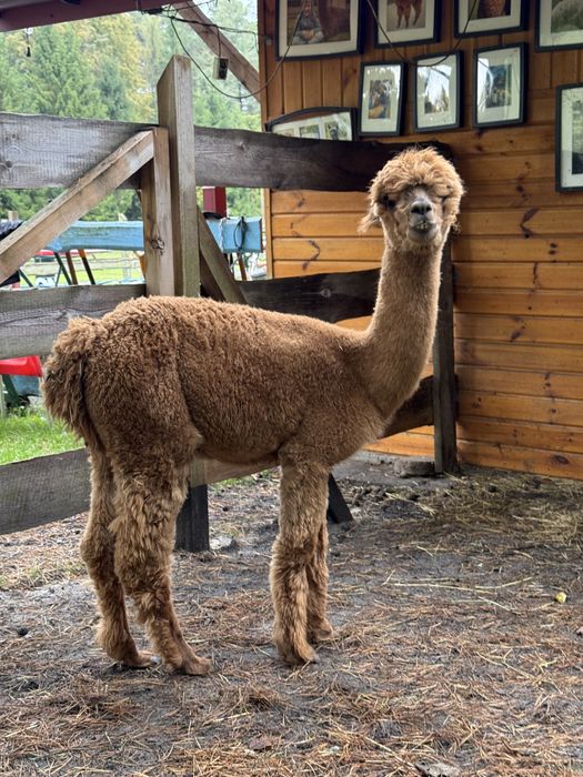 Alpaka premium samiec, samice, Alpagi