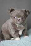 ***Chihuahua Długowłosa Liliowa**