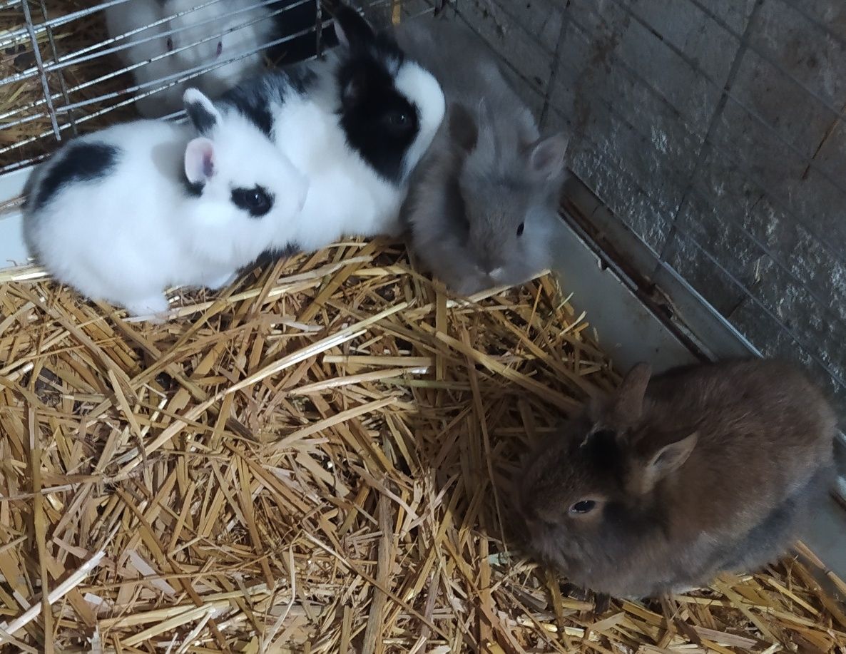 Króliczki miniaturki rasowe karzełki Teddy