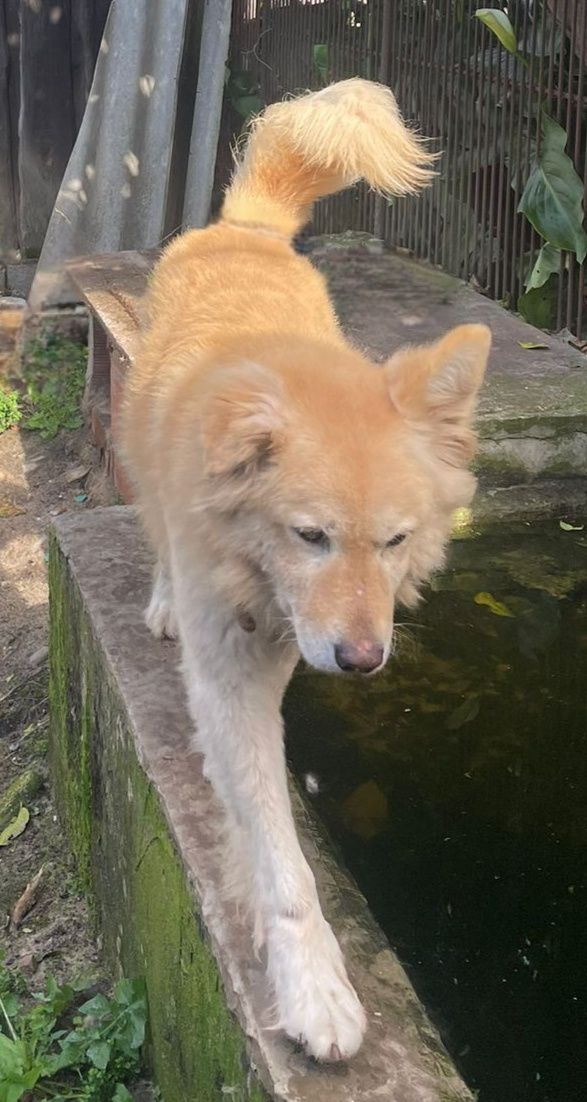 Cão de porte grande para adoção