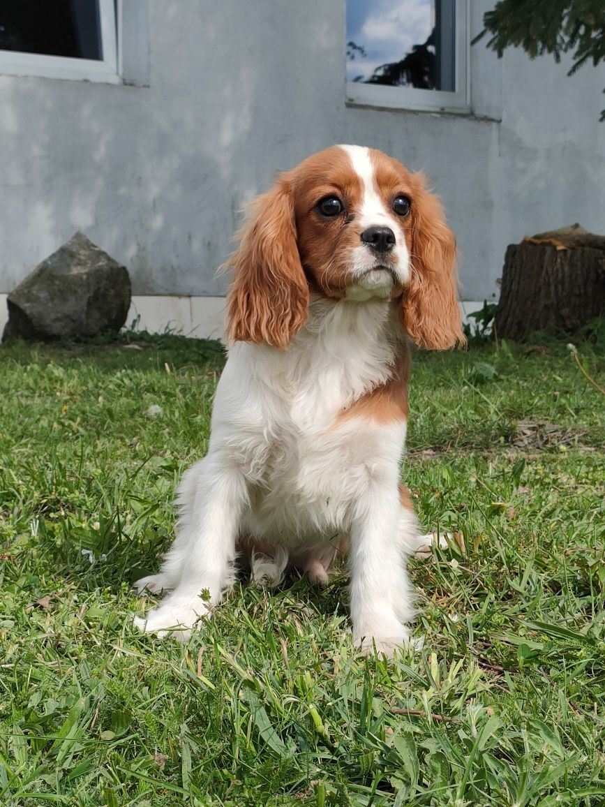 Cavalier King Charles spaniel piesek