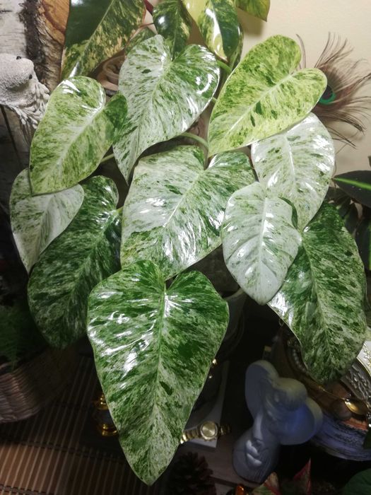 Philodendron Giganteum Variegata Filodendron roślina piękna monstera