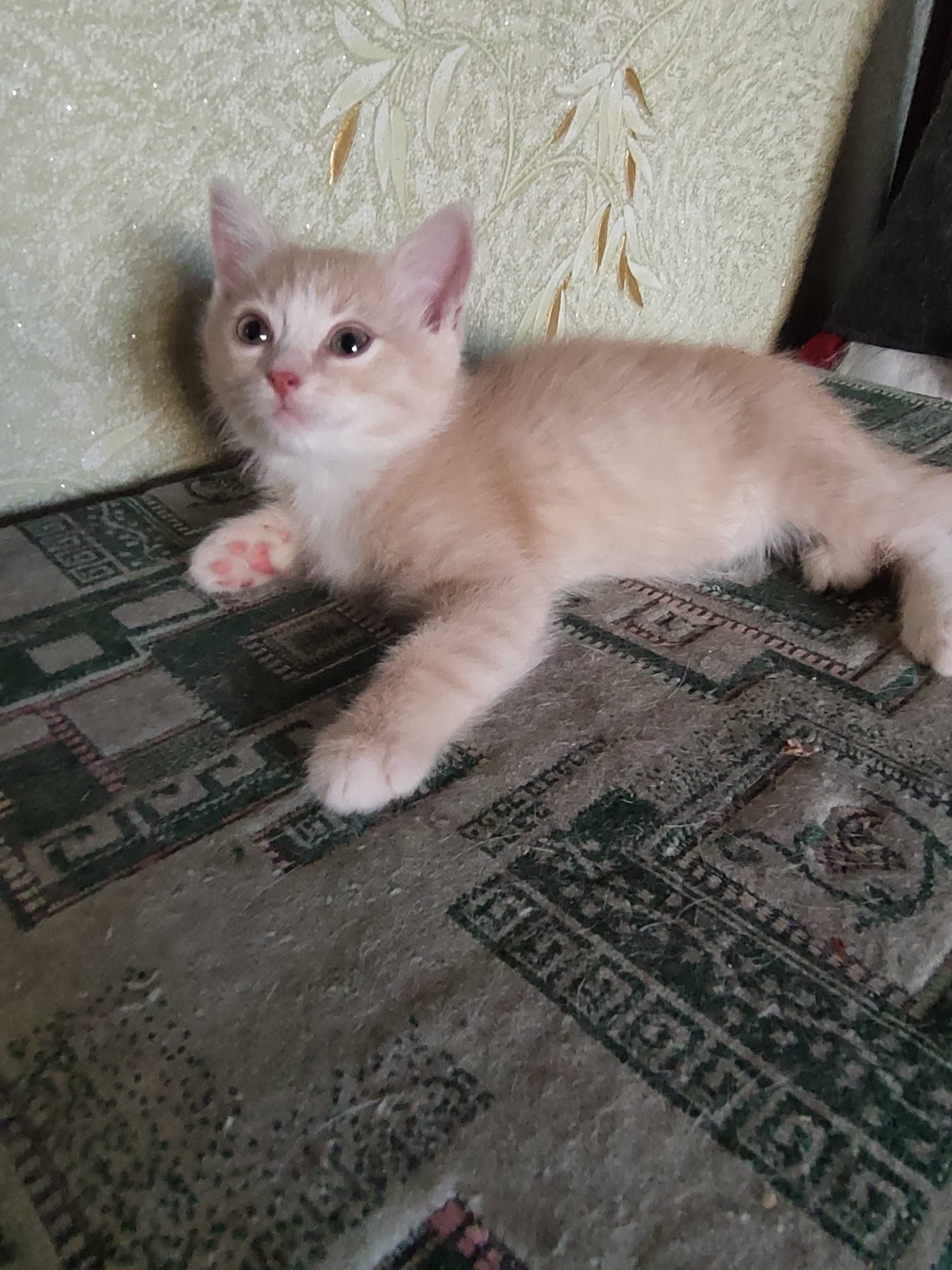 Кошенятко у добрі руки