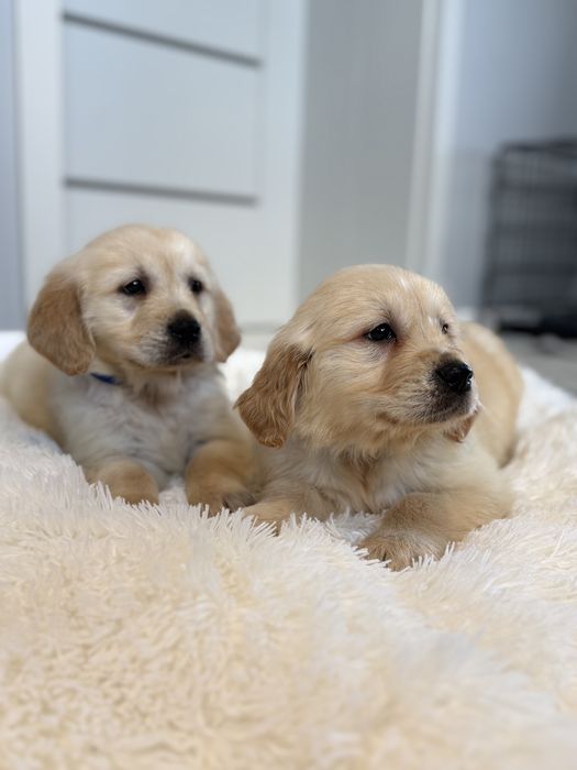 Golden Retriever szczeniak piesek biszkoptowa