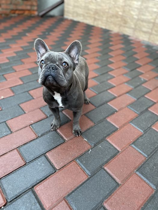 Девочка французского бульдога