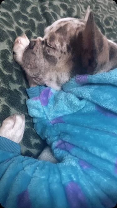 Французький бульдог