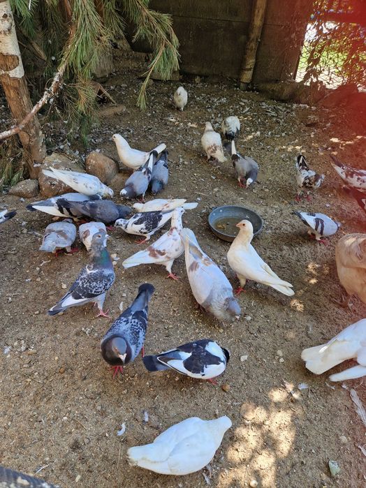 Gołebie mlode i starsze