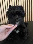 Yorkshire terrier black samiec