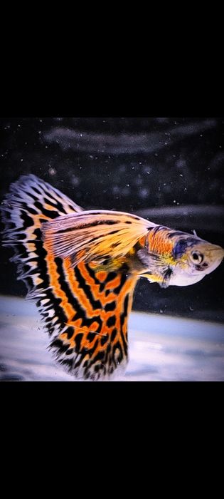 Gupik gupiki Red Pink Tiger King Mosaic