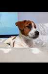 Szczenię Jack Russell Terrier