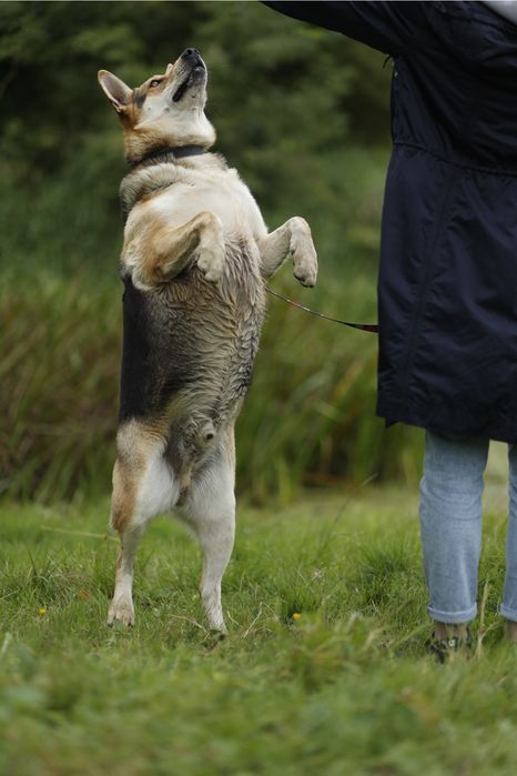 Abel szuka domu na zawsze