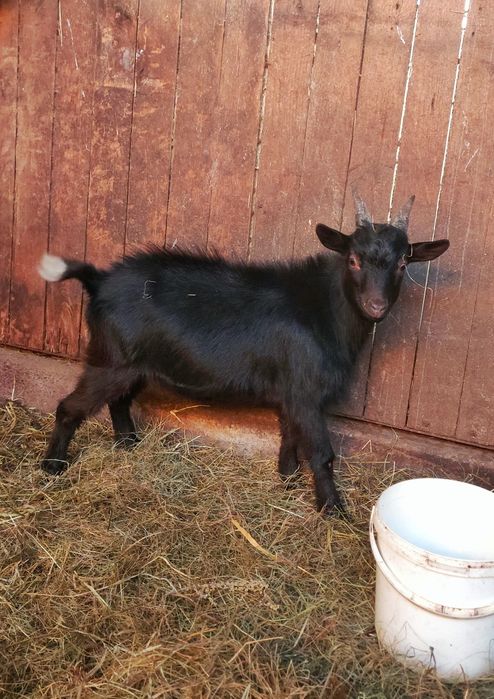 Продам молодих Цапів породи Західно-Африканських карликових кіз