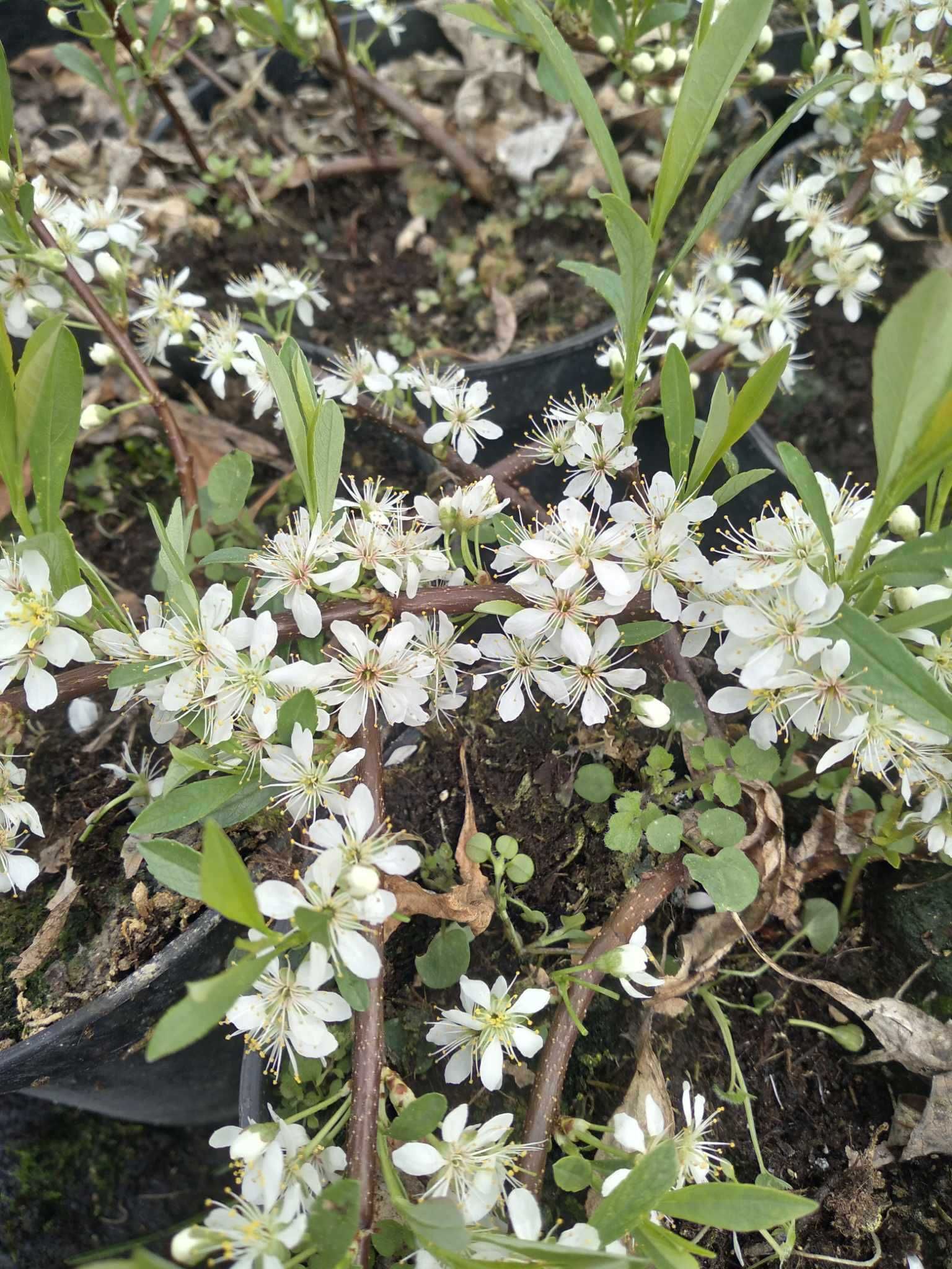 śliwa karłowa, płożąca, Prunus pumila