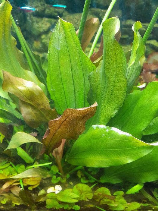 Акваріумні рослини (Німфея карликова або німфея Сантарем)