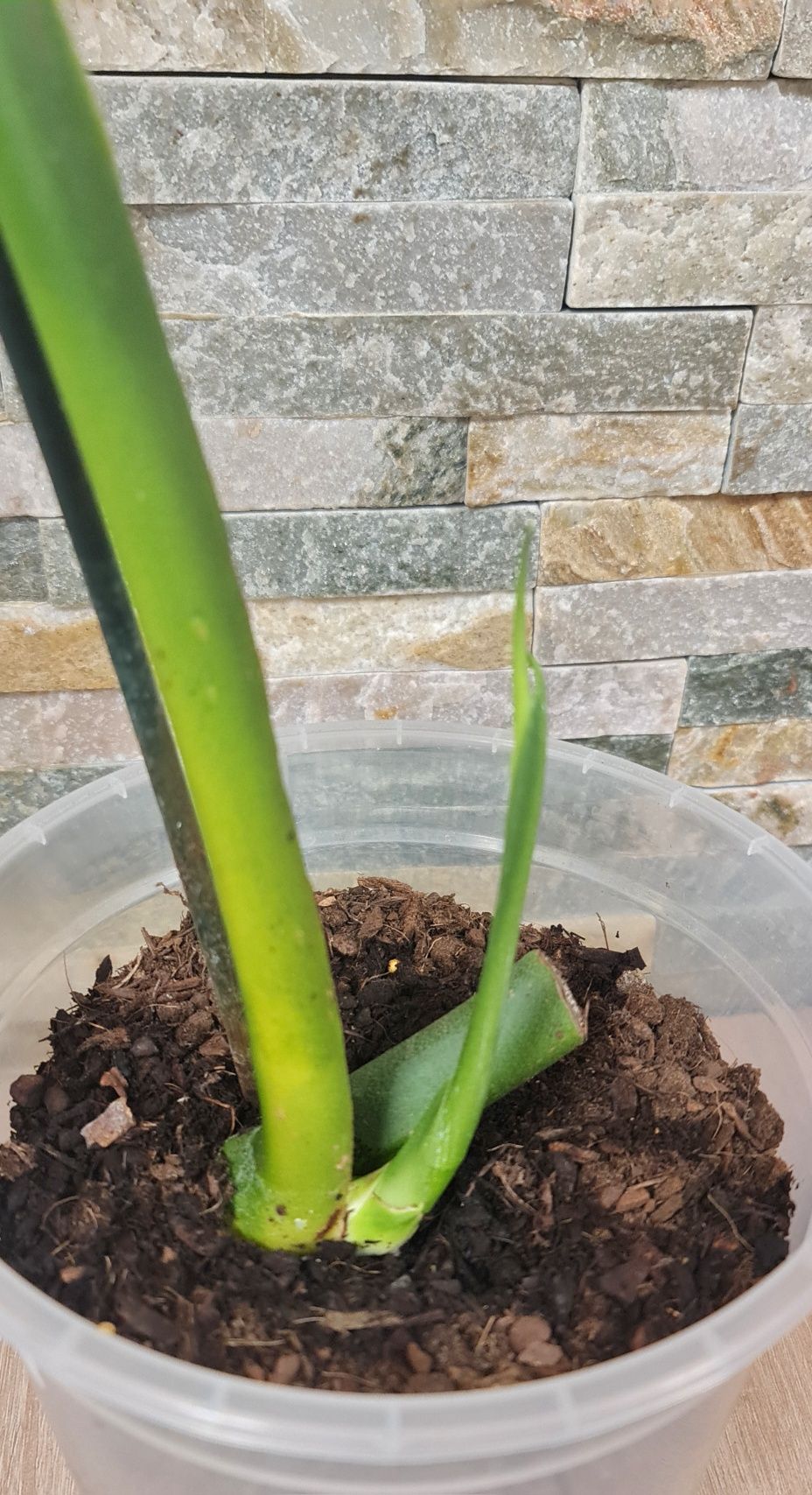 Monstera Lechleriana noid,ogromna pędówka
