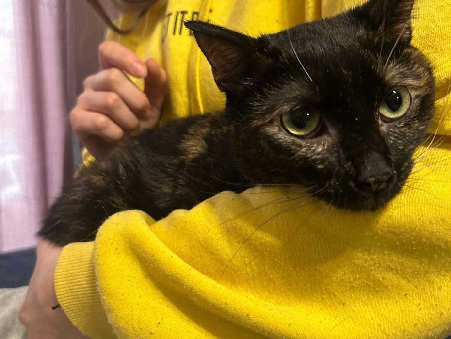 kotka szylkretowa jaga tymczasem aktualne