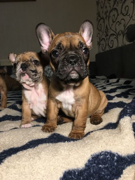 Французский бульдог