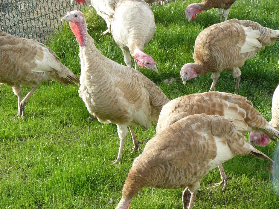Indyki tego roczne.