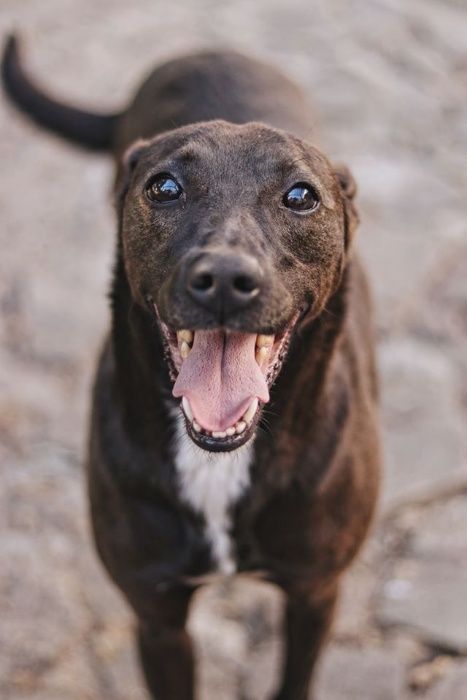 Mali para adopção Responsável